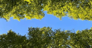 Trees denis zelenykh SvUN9bgR0Qs unsplash cropped 1500