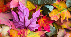 October 2026 employment law newsletter