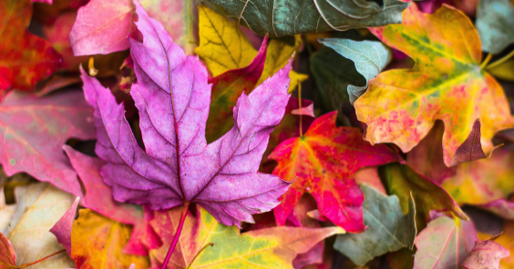 October 2026 employment law newsletter