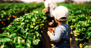 family child strawberry picking samantha fortney 1P tgU6xA unsplash banner