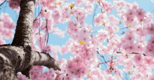 spring header 2025