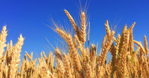 wheat field banner