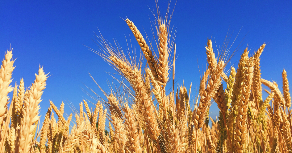 wheat field banner